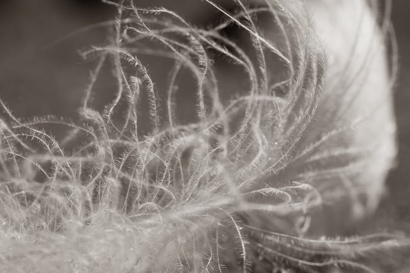 Bohemian Feathers